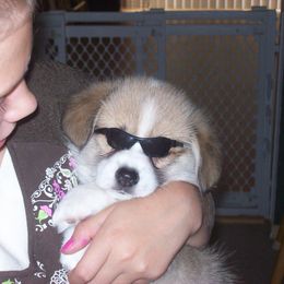 Pembroke Welsh Corgi Puppies from Timberside