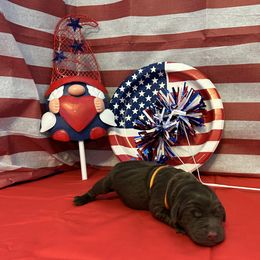 Bernedoodle and Labrador Retriever Puppies from MarmeDuke Doodles