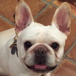 Gretchen  - French Bulldog