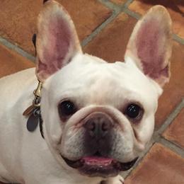 Gretchen  - French Bulldog