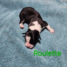 Roulette - Black and white male Border Collie puppy in Goldsboro, North Carolina from J & S Borders