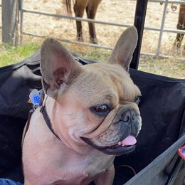 Yzma - French Bulldog
