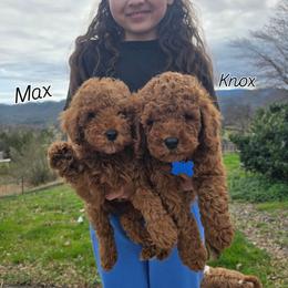 Bernedoodle, Goldendoodle, and Poodle Puppies from 4goldendoodles