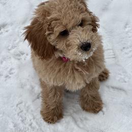 Goldendoodle Puppies from Oxfordshire Goldendoodles
