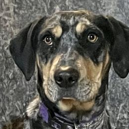 Catahoula Leopard Dogs from Gunslinger Catahoulas