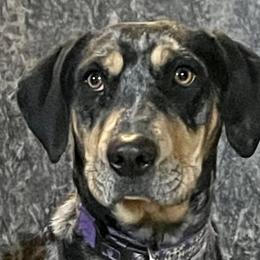 Catahoula Leopard Dogs from Gunslinger Catahoulas
