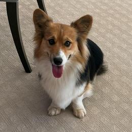 Bex - Black and tan female Pembroke Welsh Corgi puppy in Santaquin, Utah from Blacktail Mountain Corgis