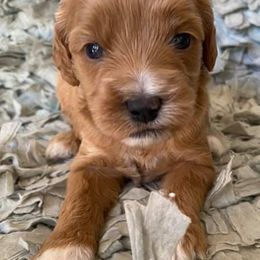 Bernedoodles and Goldendoodles from Daintydoodles