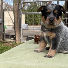 Queen Girl 1 - Blue speckled female Australian Cattle Dog puppy in Monroe, Louisiana from The Sweet Kennels
