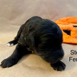 Bernedoodle, Goldendoodle, and Sheepadoodle Puppies from Dhalia’s Doodles