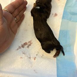 Freya - Chocolate and tan female Dachshund puppy in Highland, California from BAES Teufelshunde