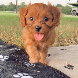Wave - Red male Cavapoo puppy in Van Alstyne, Texas from Home Grown Puppies