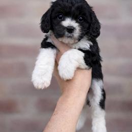 Carl - Black and white male Cavapoo puppy in Roseville, California from Lipscomb Doodles