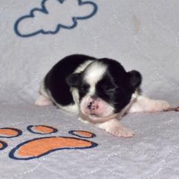 Tabitha - Black and white female Shih Tzu puppy in Stroud, Oklahoma from Laik’s Little Shihtz & Poms