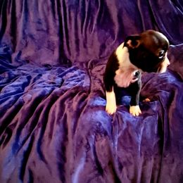 Boston Terrier Puppies from The Christian Bostons