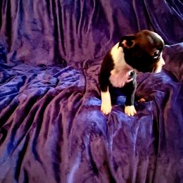 Boston Terrier Puppies from The Christian Bostons