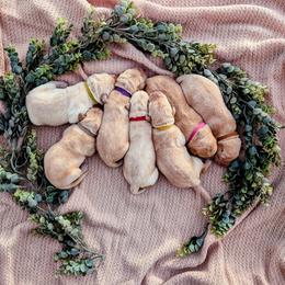 Dilute Retriever and Labrador Retriever Puppies from LC Hunting Labs, LLC.