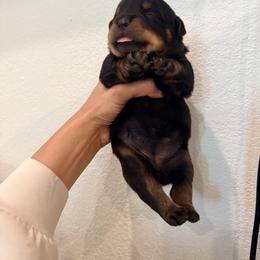 Sugar - Black and mahogany female Rottweiler puppy in Parker, Colorado from Denver Rotties