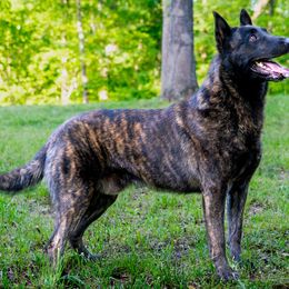 Belgian Malinois, Dutch Shepherd, and German Shepherd All Grown Up from Stay Wild K9