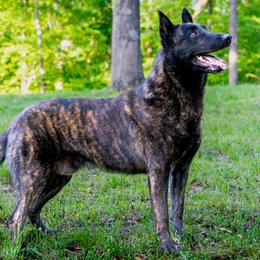 Belgian Malinois, Dutch Shepherd, and German Shepherd All Grown Up from Stay Wild K9