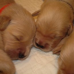 Golden Retriever Puppies from Kisamore Goldens