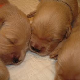 Golden Retriever Puppies from Kisamore Goldens