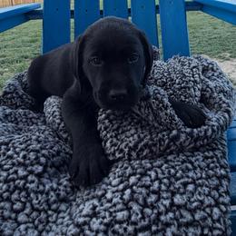 Blue Boy - Black male Labrador Retriever puppy in Colorado from Albrecht Farms Labrador Retrievers