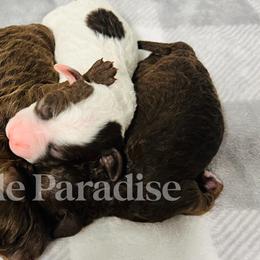 Poodles from Poodle Paradise