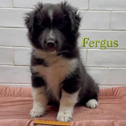 Fergus - Black and white male Shetland Sheepdog puppy in Zephyrhills, Florida from Highland Shelties & Aussies