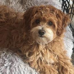 Blaizey - Shihpoo