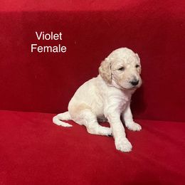 Poodle Puppies from Petal Poodles