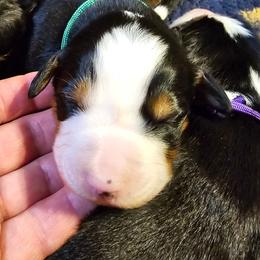 Green - Black rust and white female Bernese Mountain Dog puppy in Auburn, Washington from MSM Bernese Mountain Dogs