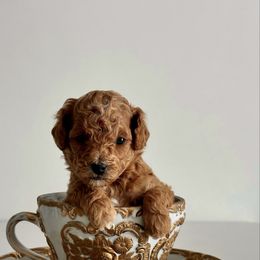 Brown - Red  male Poodle puppy in Arvada, Colorado from Nastya