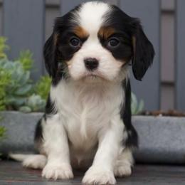 Gabby - Tri-color female Cavalier King Charles Spaniel puppy in San Jose, California from AmberField Cavaliers