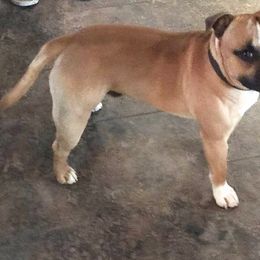 Staffordshire Bull Terrier All Grown Up from Coalminer's Kennel