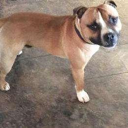 Staffordshire Bull Terrier All Grown Up from Coalminer's Kennel