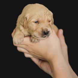Allie ( white Collar ) - Golden female Golden Retriever puppy in Oregon from A Goldens First Love