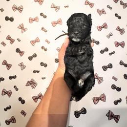 Mr. Onxy - Black male Poodle puppy in Gainesville, Florida from Pet Inn Xxweetdoodles