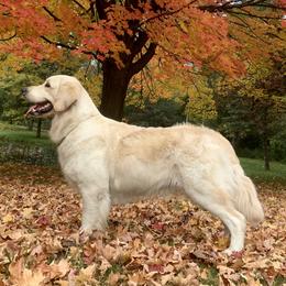 Golden Retriever All Grown Up from Peacefield Acres