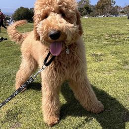 Goldendoodle Puppies from Lundee Doodles