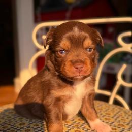 Zinna - Red tri female Miniature Australian Shepherd puppy in Buchanan, Georgia from Stanleyville Farm Mini Aussies