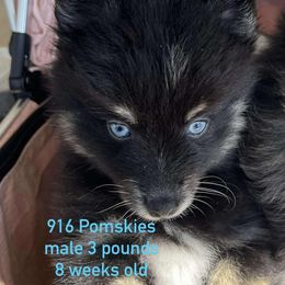 Remus - Black male Pomsky puppy in Sacramento, California from 916 Pomskies
