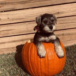 Miniature Schnauzer Puppies from Pierhaus Minature Schnauzers