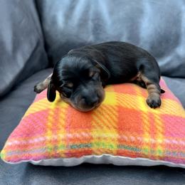 Dachshund, Pembroke Welsh Corgi, and Toy Australian Shepherd Puppies from Journey’s End CAD Farm