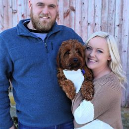 Goldendoodle Puppies from Crazy Cute Kennels