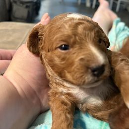 Happy - Apricot male Goldendoodle puppy in Pensacola, Florida from Goldendoodles Love You in Pensacola Friend Edition