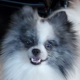 Bandit - Pomeranian
