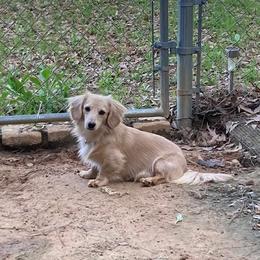 Memphis - Dachshund
