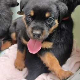 BOSS - Black and rust Rottweiler puppy in Girard, Ohio from Roman's Empire Rottweilers