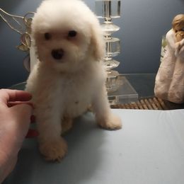Poodle Puppies from Bloomingdale Toy Poodles